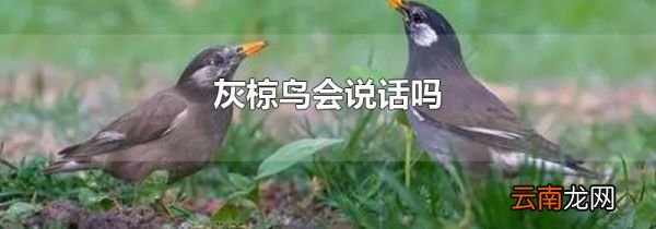 灰椋鸟会说话吗