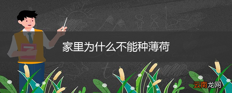 家里为什么不能种薄荷