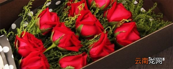 玫瑰花怎么保存 玫瑰花如何保存