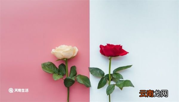 玫瑰花怎么保存 玫瑰花如何保存