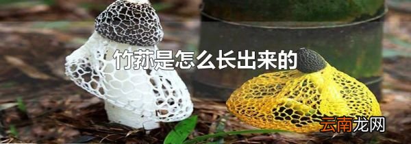 竹荪是怎么长出来的