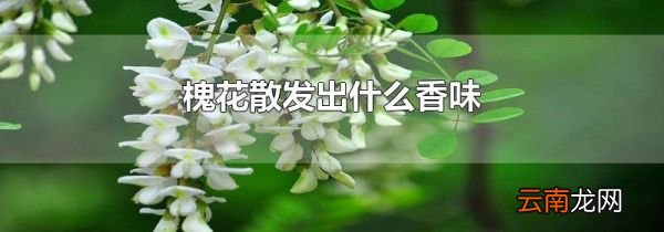 槐花散发出什么香味