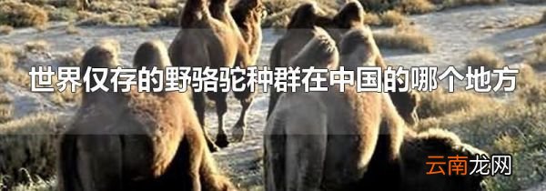 世界仅存的野骆驼种群在中国的哪个地方