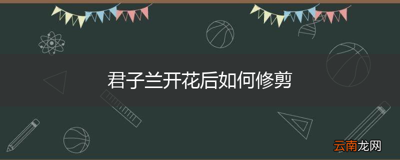 君子兰开花后如何修剪