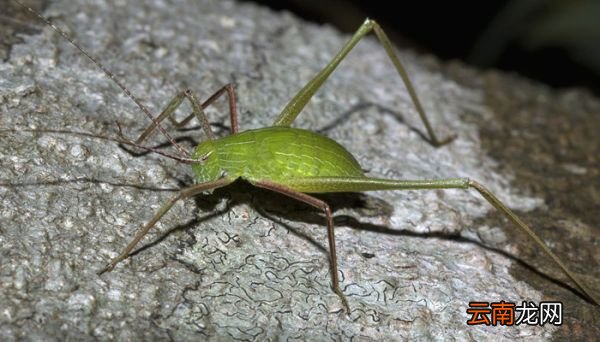 昆虫记田野地头的蟋蟀内容概括 昆虫记田野地头的蟋蟀主要讲了什么