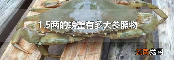 1.5两的螃蟹有多大参照物