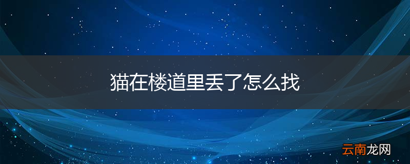 猫在楼道里丢了怎么找