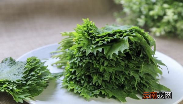 苏子叶和紫苏叶一样吗 苏子叶和紫苏叶有什么区别