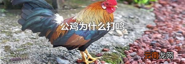 公鸡为什么打鸣