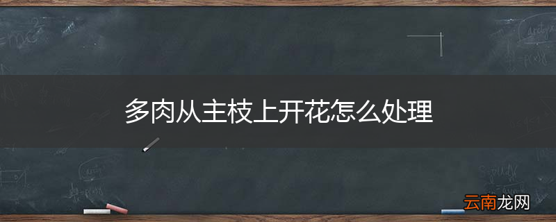 多肉从主枝上开花怎么处理