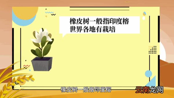 橡皮树的养殖方法和注意事项 橡皮树的养殖方法和注意事项有哪些
