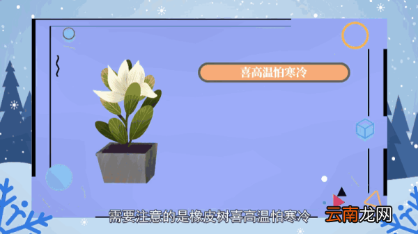 橡皮树的养殖方法和注意事项 橡皮树的养殖方法和注意事项有哪些