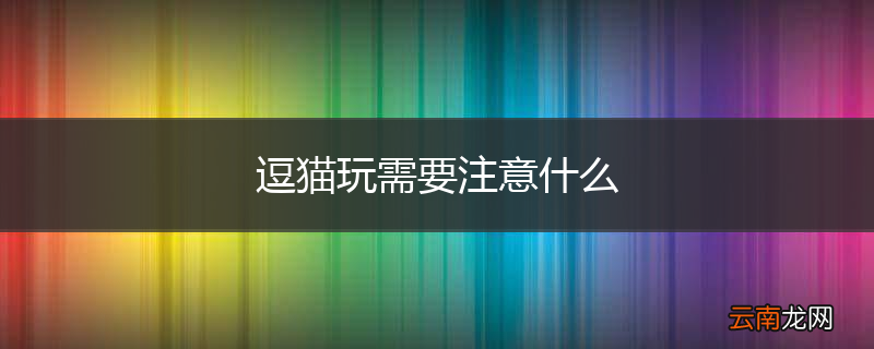 逗猫玩需要注意什么