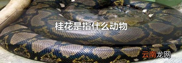 桂花是指什么动物