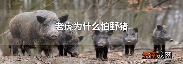 老虎为什么怕野猪