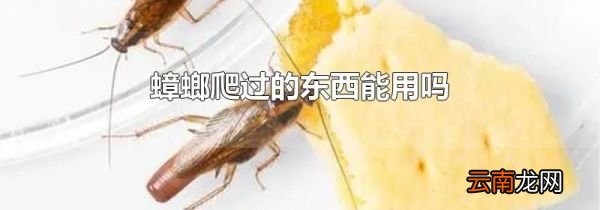 蟑螂爬过的东西能用吗