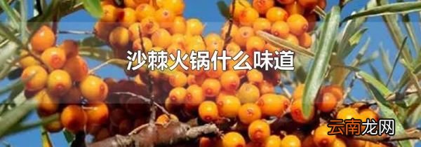 沙棘火锅什么味道