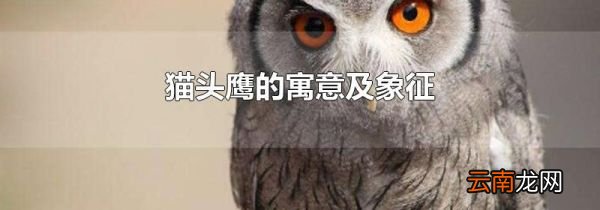 猫头鹰的寓意及象征