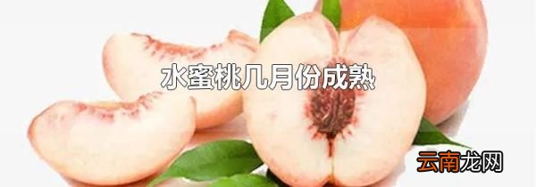 水蜜桃几月份成熟
