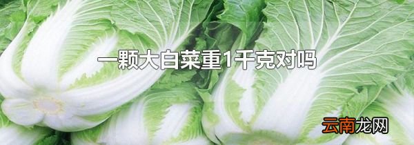 一颗大白菜重1千克对吗
