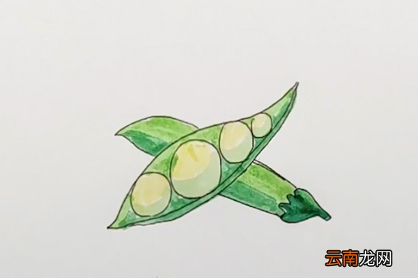 豆角简笔画