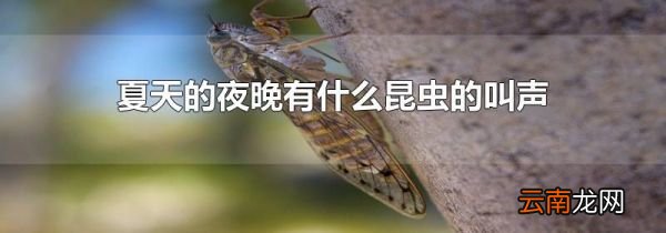 夏天的夜晚有什么昆虫的叫声