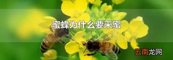 蜜蜂为什么要采蜜