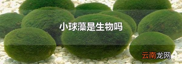 小球藻是生物吗