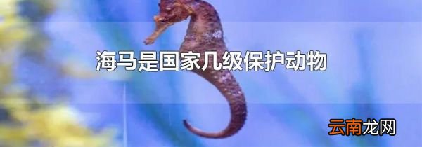 海马是国家几级保护动物