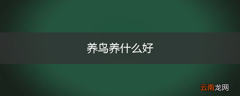 养鸟养什么好
