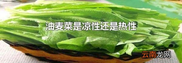 油麦菜是凉性还是热性