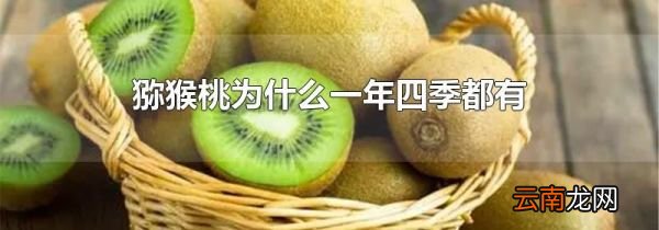 猕猴桃为什么一年四季都有