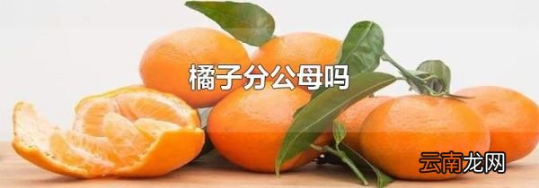 橘子分公母吗