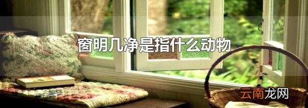 窗明几净是指什么动物