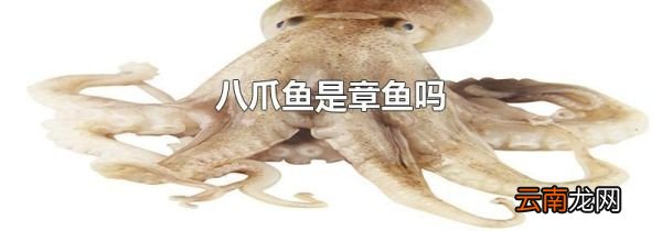 八爪鱼是章鱼吗
