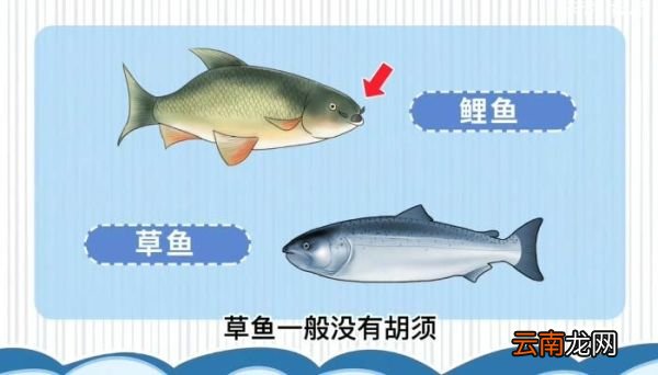 鲤鱼和草鱼的区别 鲤鱼和草鱼的区别介绍