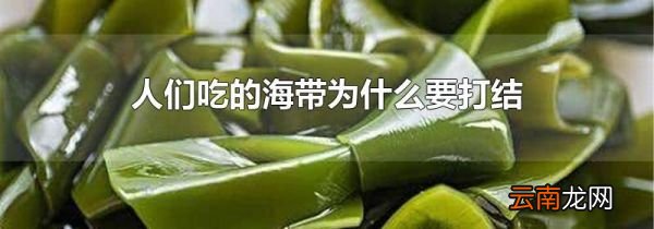 人们吃的海带为什么要打结