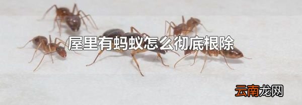 屋里有蚂蚁怎么彻底根除