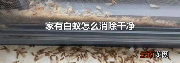 家有白蚁怎么消除干净