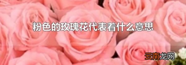 粉色的玫瑰花代表着什么意思