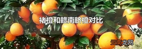 褚橙和赣南脐橙对比