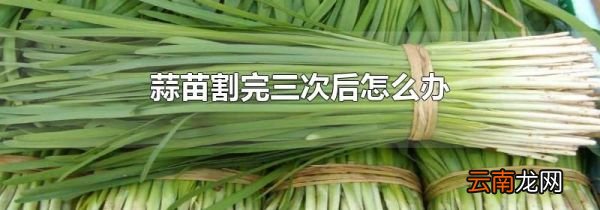蒜苗割完三次后怎么办