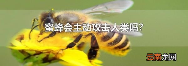 蜜蜂会主动攻击人类吗?