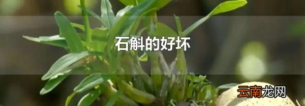 石斛的好坏