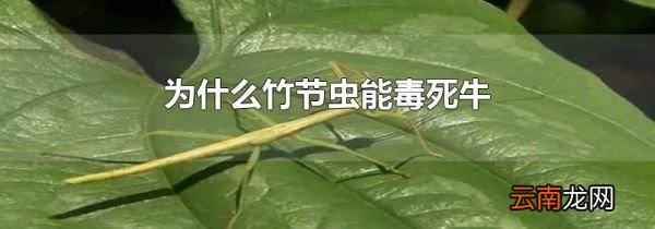 为什么竹节虫能毒死牛