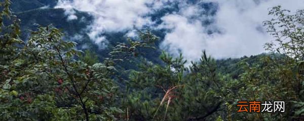 念奴娇井冈山赏析 念奴娇井冈山诗词赏析