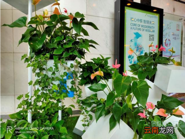 realme Q支持炫彩模式吗