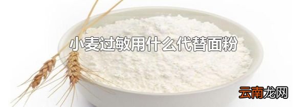 小麦过敏用什么代替面粉
