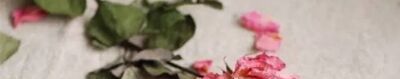 玫瑰花怎么保存成干花?