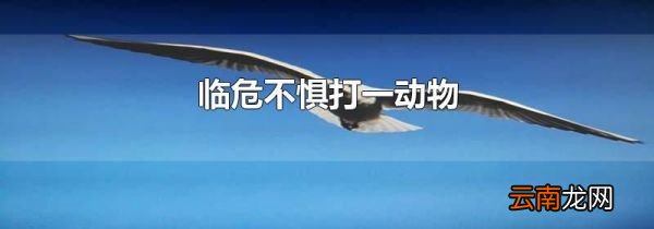 临危不惧打一动物